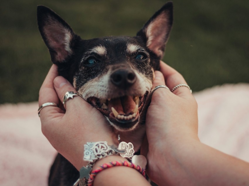 black and brown dog