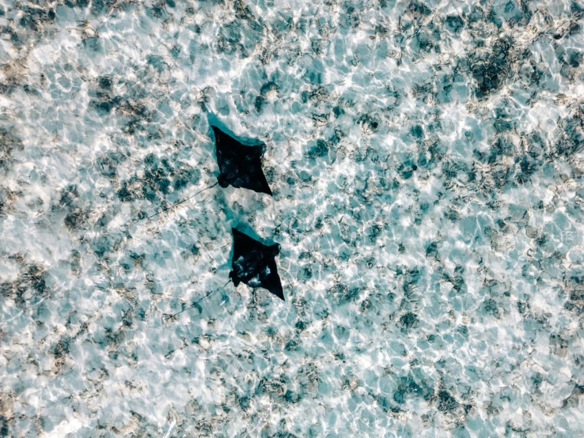 a couple of kites flying over a body of water