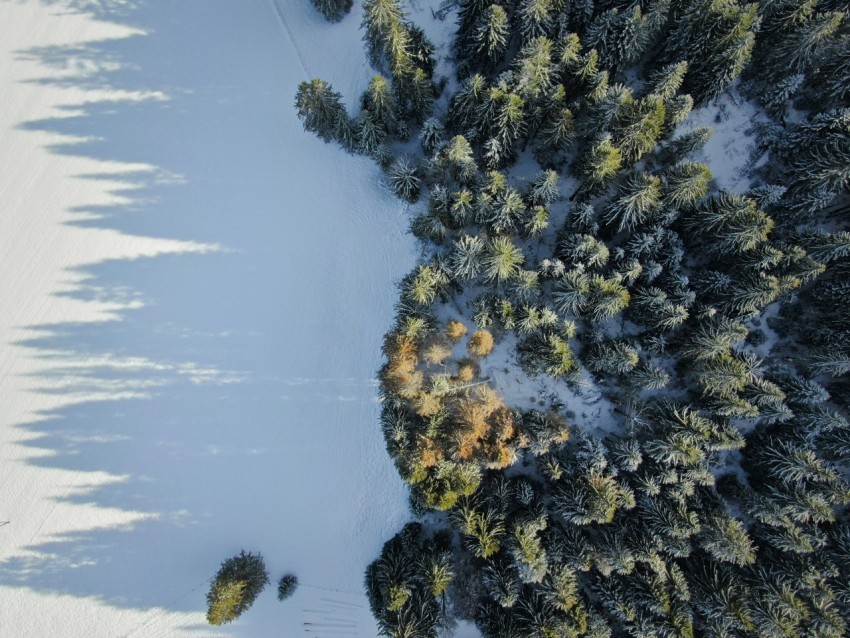 aerial view of pine trees and field covered with snow