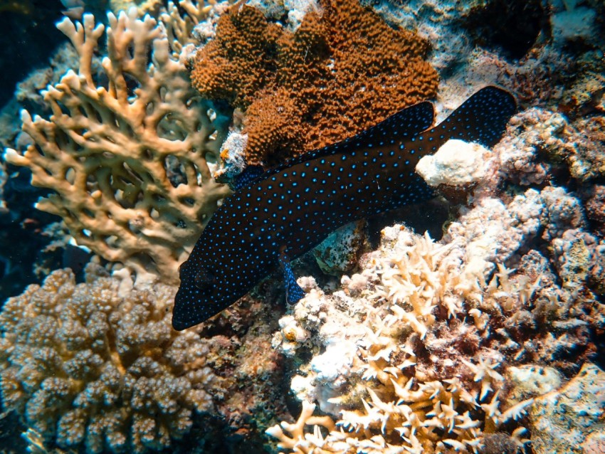 a black and blue fish on a coral reef