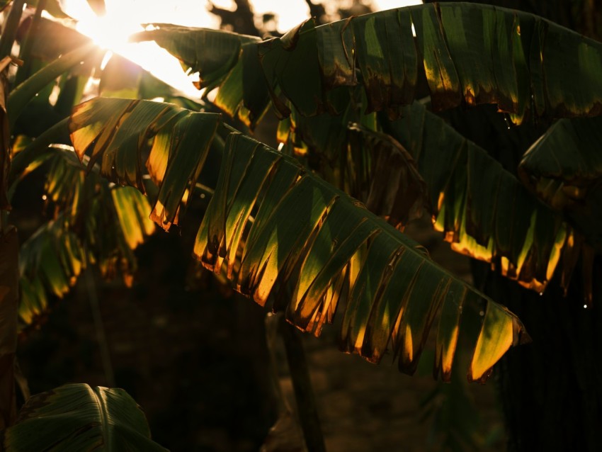 a close up of a banana tree with the sun in the background RDktw0Wop