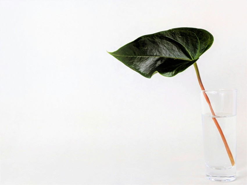 green leaf on clear glass