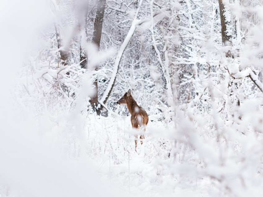 brown and white fox on snow covered ground during daytime