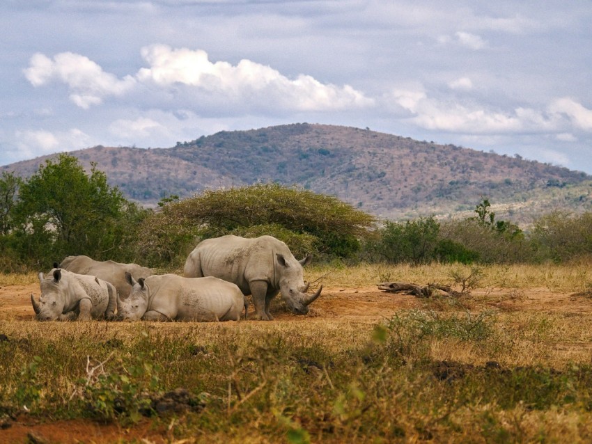 herd of gray rhinoceros resting on ground during day u2