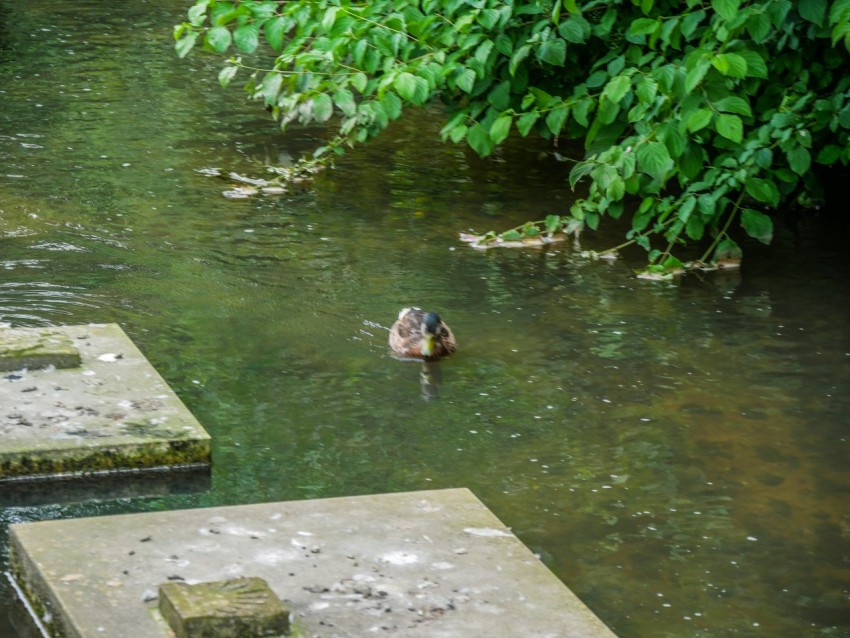 a couple of ducks swimming in a river