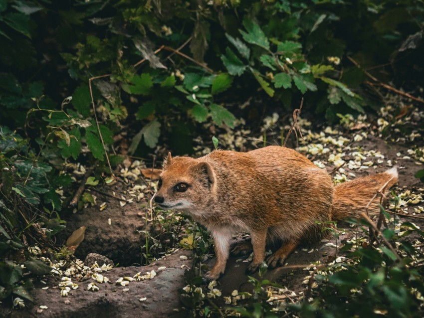 a small brown animal standing on top of a forest floor