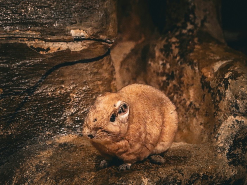 a small brown animal sitting on top of a rock