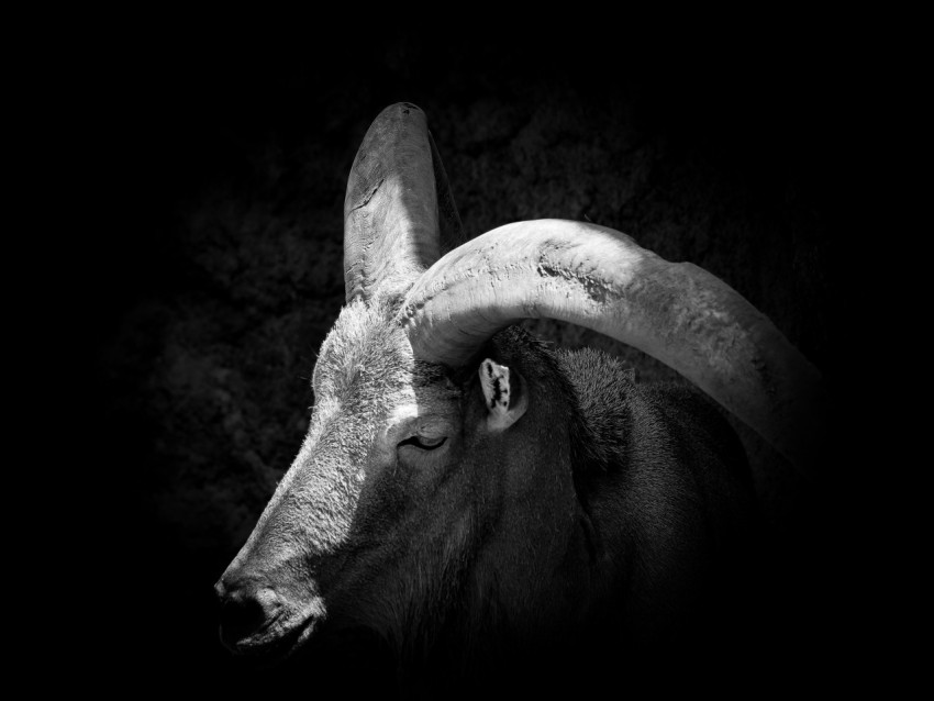 a black and white photo of a rams head