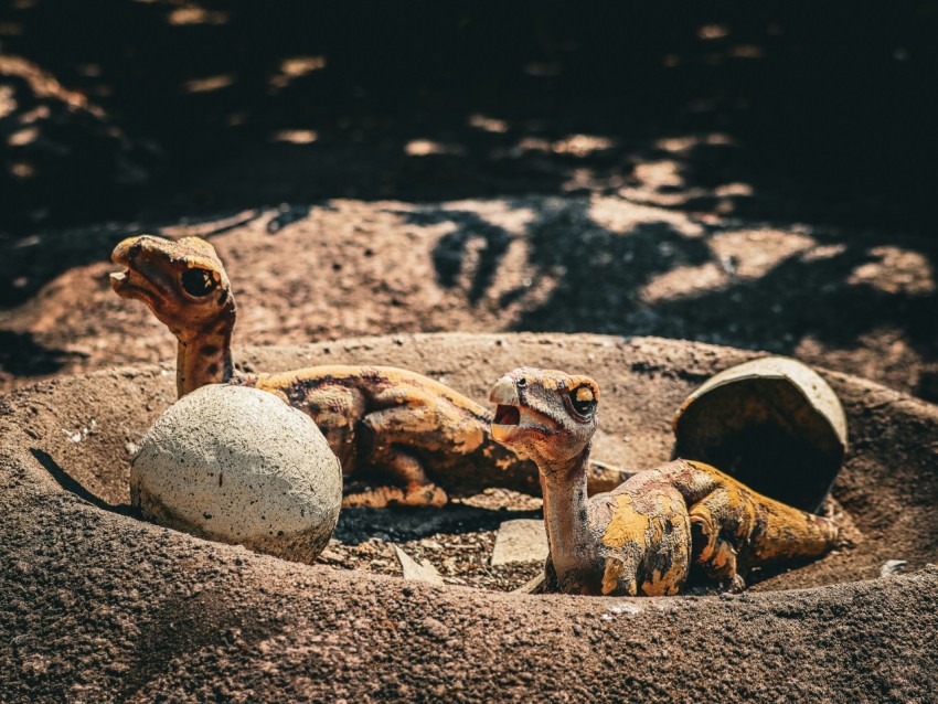 a group of animals that are in a bowl