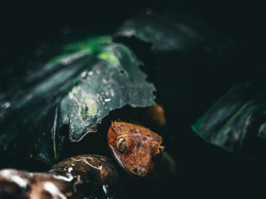 a close up of a leaf with water droplets on it