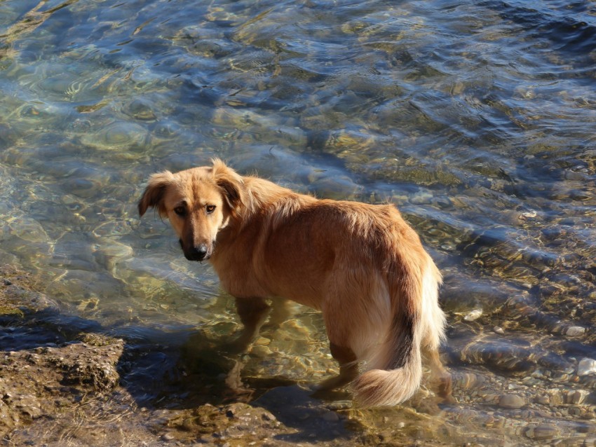 a brown dog standing in a body of water