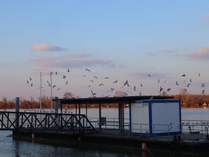 a group of birds flying over a body of water