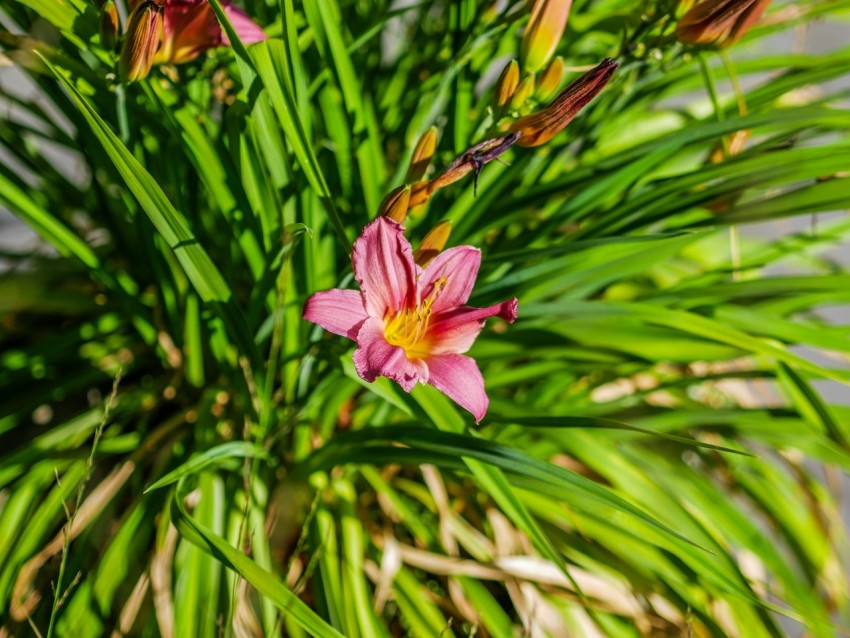 a close up of a pink flower on a plant LlSJ