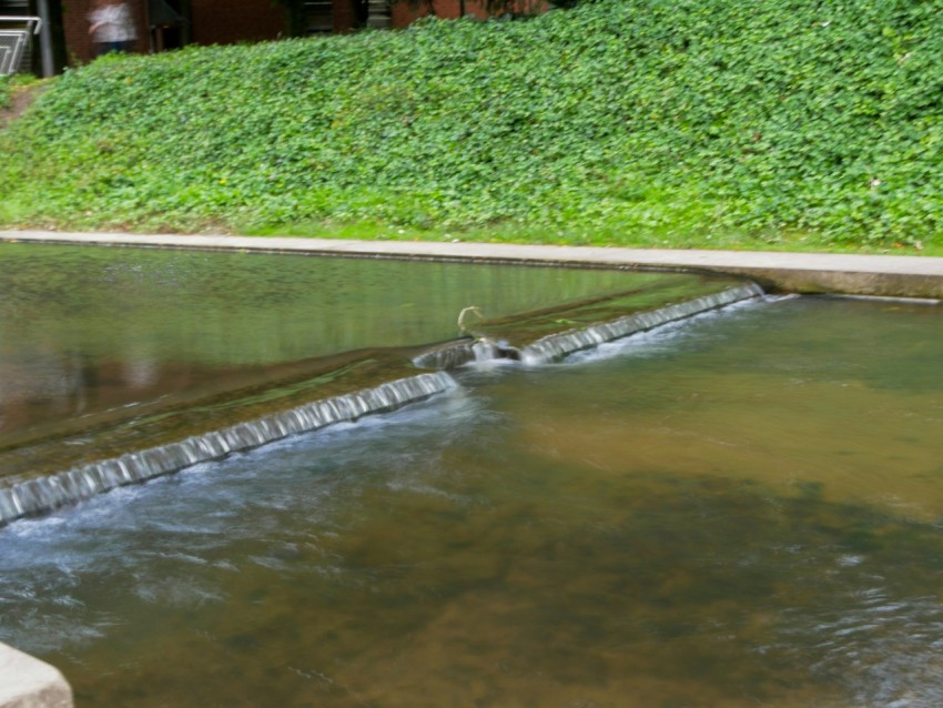 a bird sitting on a ledge in a pond