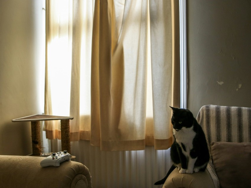 a black and white cat sitting on a couch in front of a window