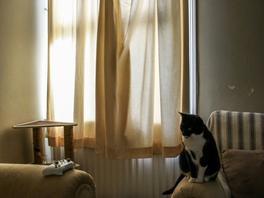 a black and white cat sitting on a couch in front of a window