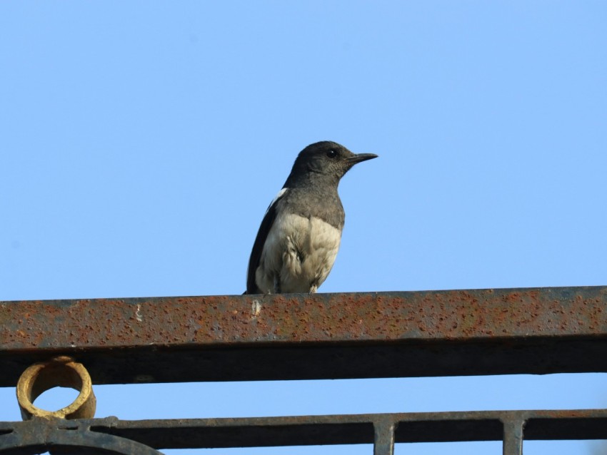 a bird sitting on top of a metal rail