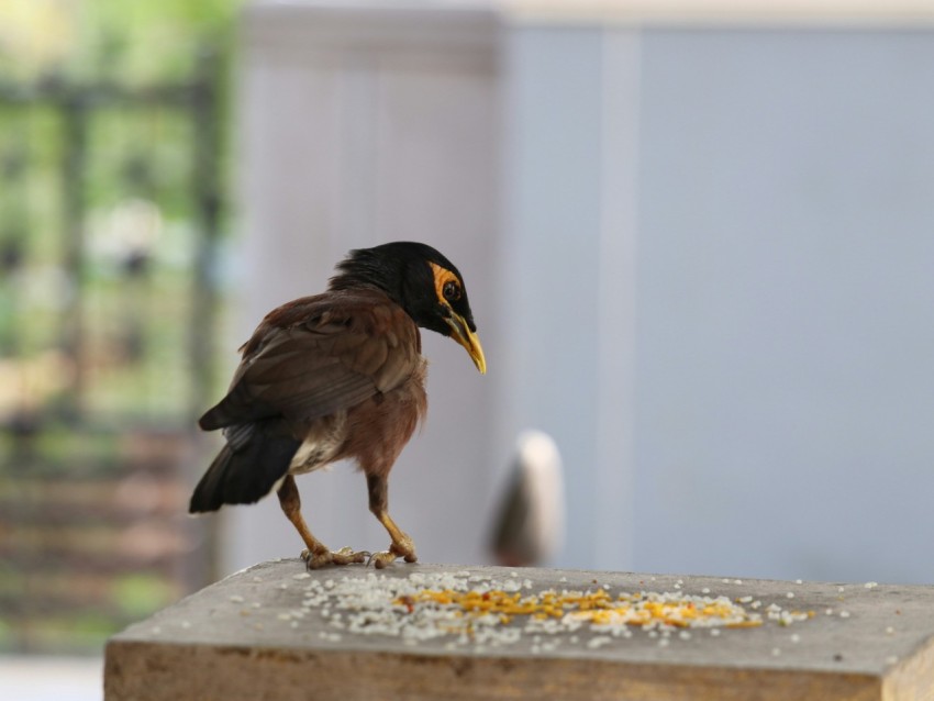 a bird standing on top of a cement block 2yd