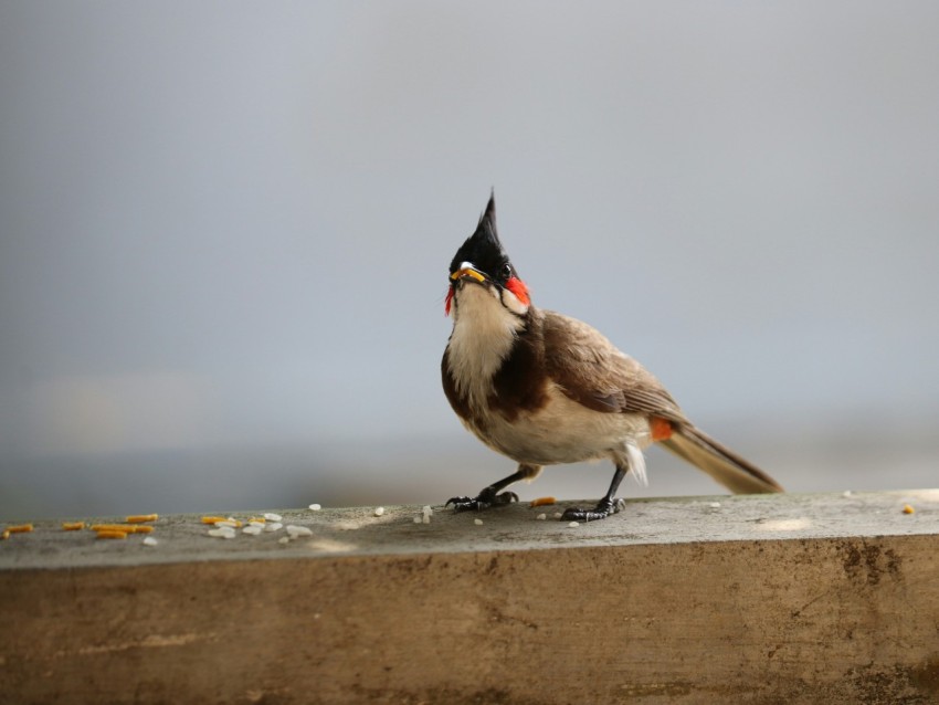 a bird standing on a ledge looking at the water