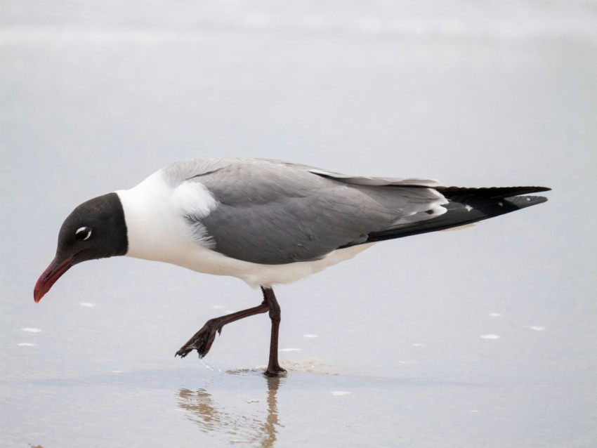 a black and white bird is walking on the beach