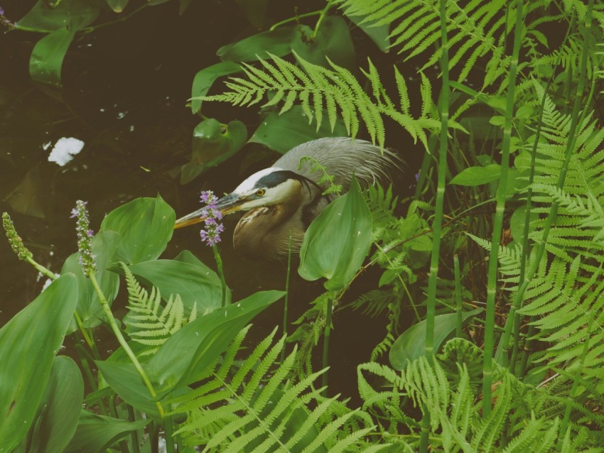 a bird sitting in the middle of a lush green forest