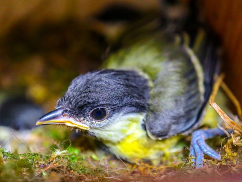 a small bird is sitting on the ground