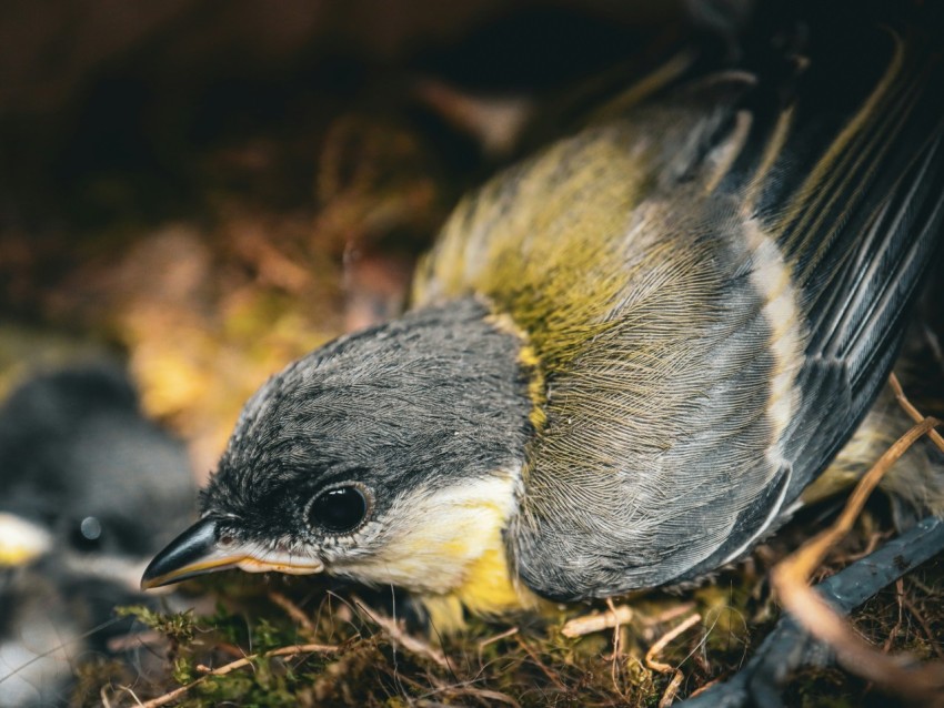 a close up of a small bird on the ground