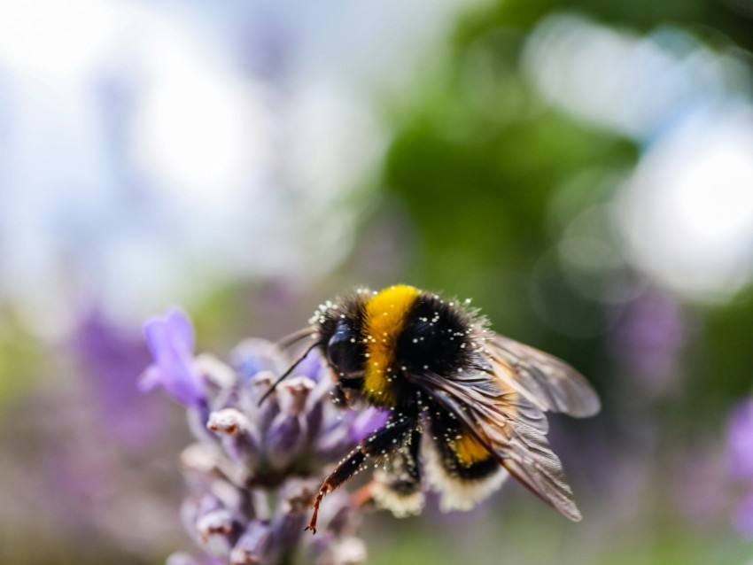 a bee sitting on top of a purple flower