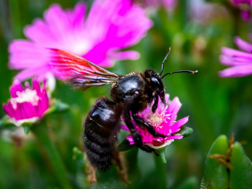 a couple of bees sitting on top of a purple flower