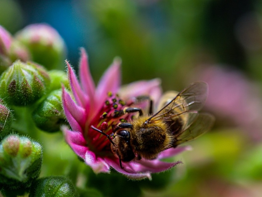 a close up of a bee on a flower