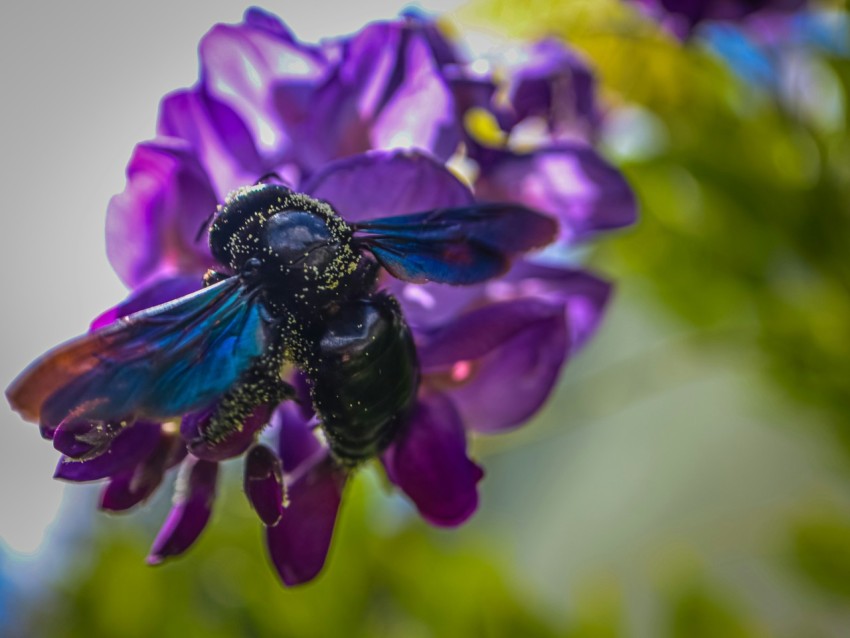 a close up of a purple flower with a bee on it IcyQjB