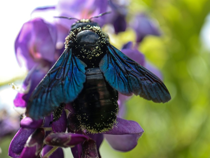 a blue and black insect sitting on a purple flower UAB08sU