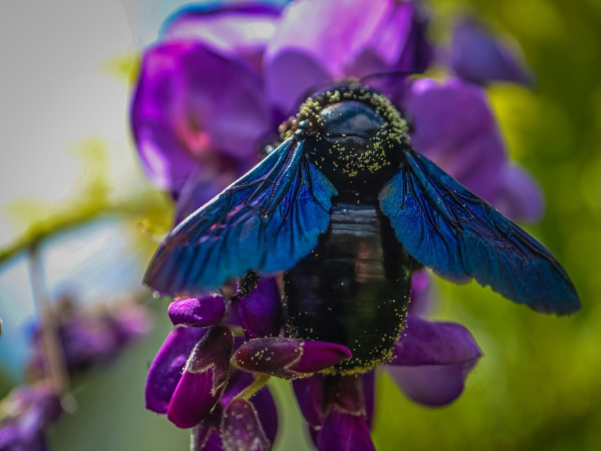 a close up of a purple flower with a bee on it