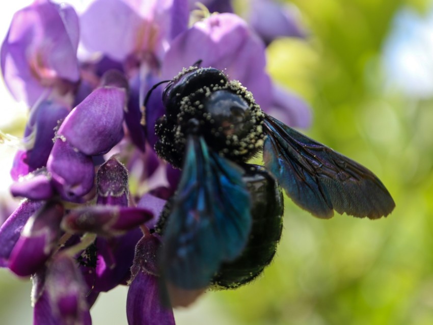 a close up of a purple flower with a bee on it