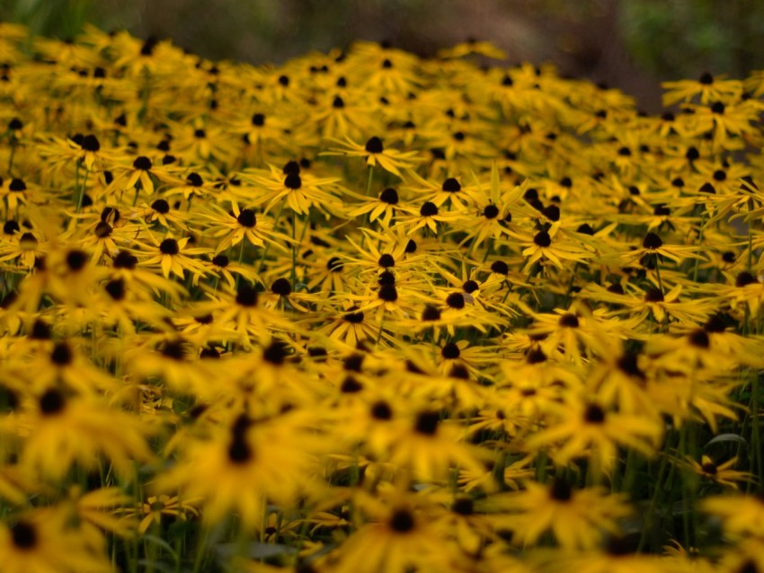 a large field of yellow flowers in a field