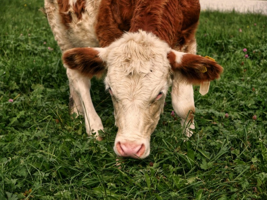 a brown and white cow standing on top of a lush green field