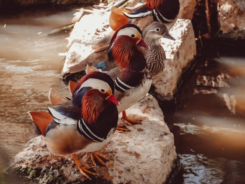 three brown birds on white stone