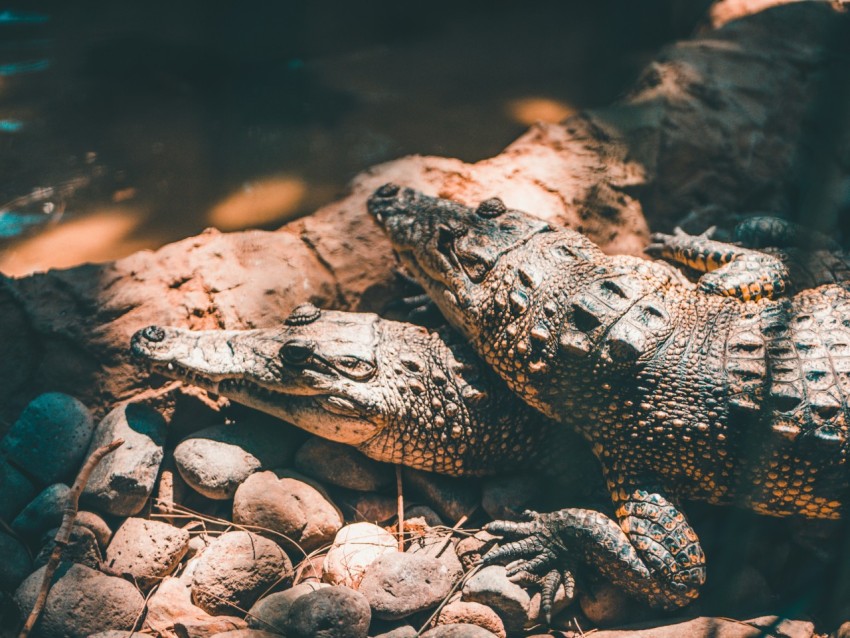 two black and gray crocodiles