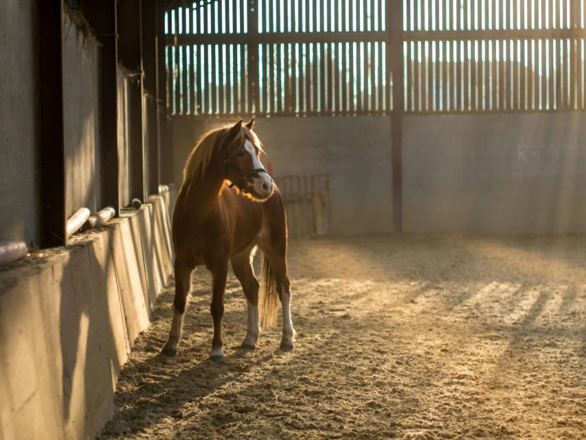 brown and white horse on stable