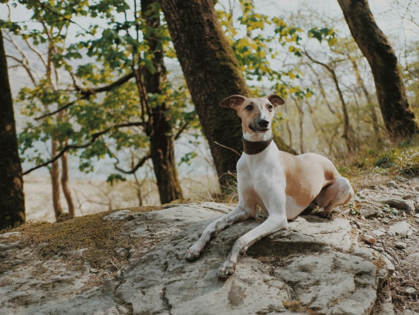 shallow focus photo of short coated white and brown dog