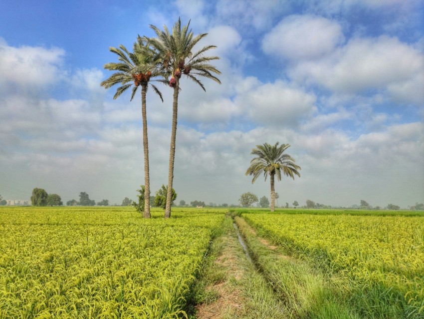 two palm trees in a field of crops