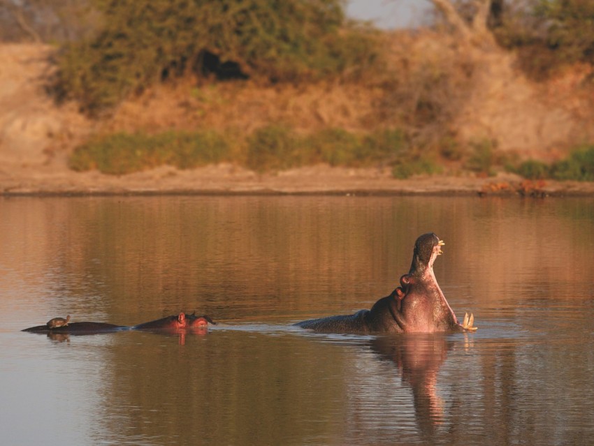 wildlife photography of hippo in body of water during daytime