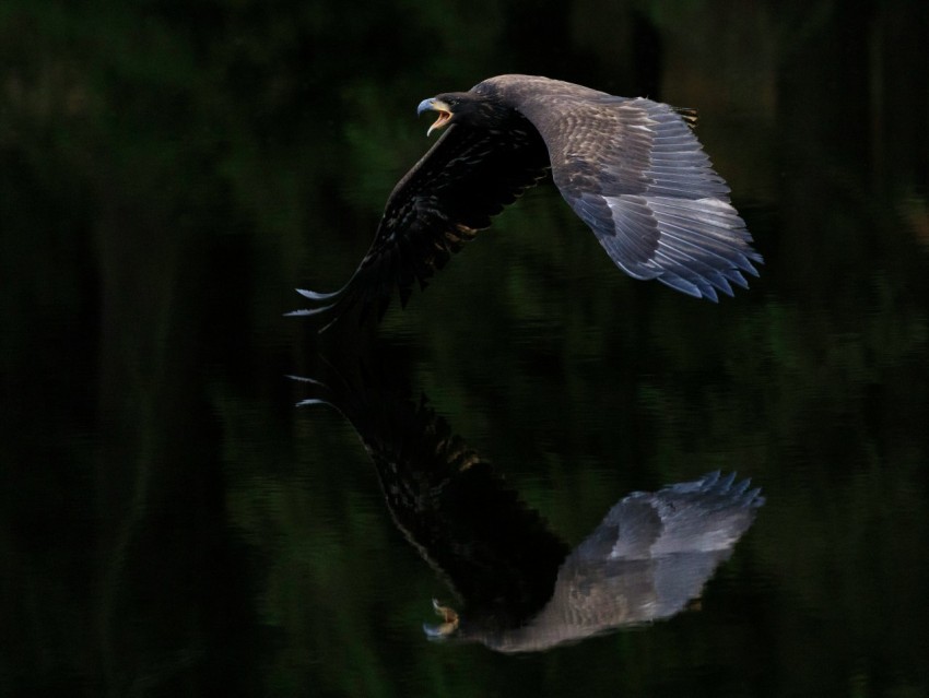 eagle flying over a calm body of water