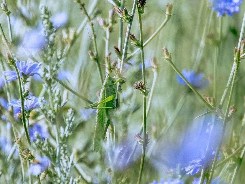 a green bird sitting on top of a blue flower