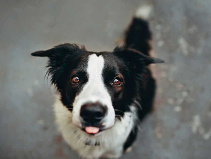 shallow focus photo of long coated white and black dog