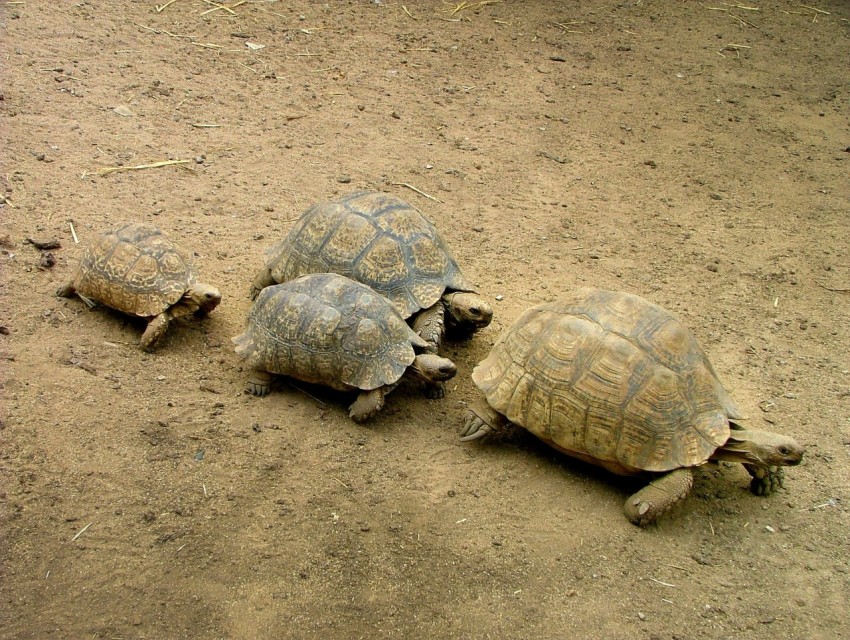 four brown turtles on brown soil o6yVQhM_