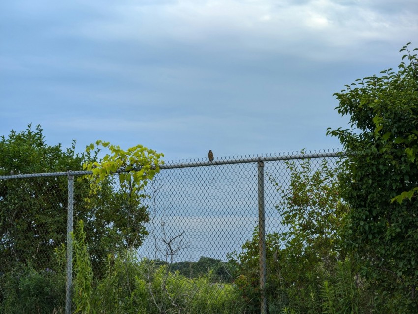 a bird is perched on a chain link fence