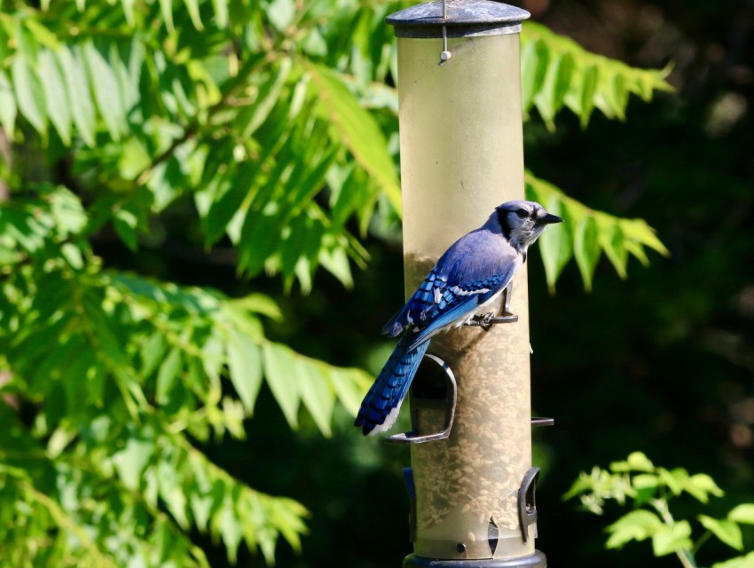 a blue bird is perched on a bird feeder