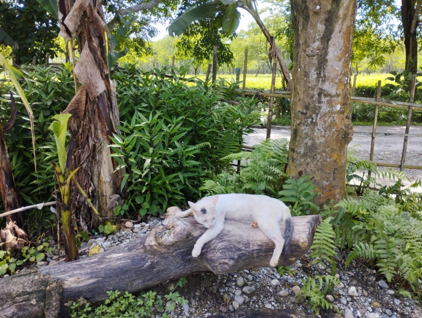 a white cat laying on top of a tree log