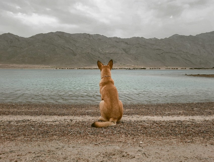 a dog sitting on a beach